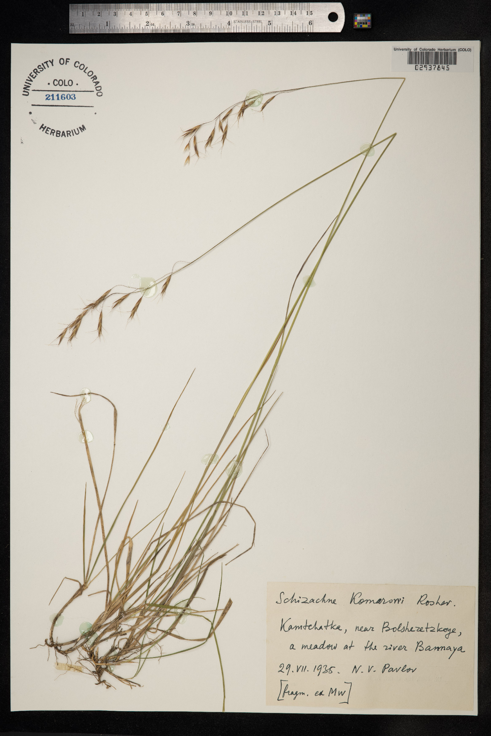 Schizachne purpurascens image