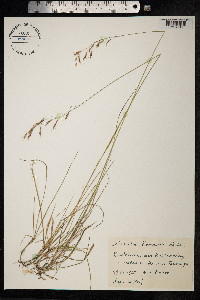 Schizachne purpurascens image
