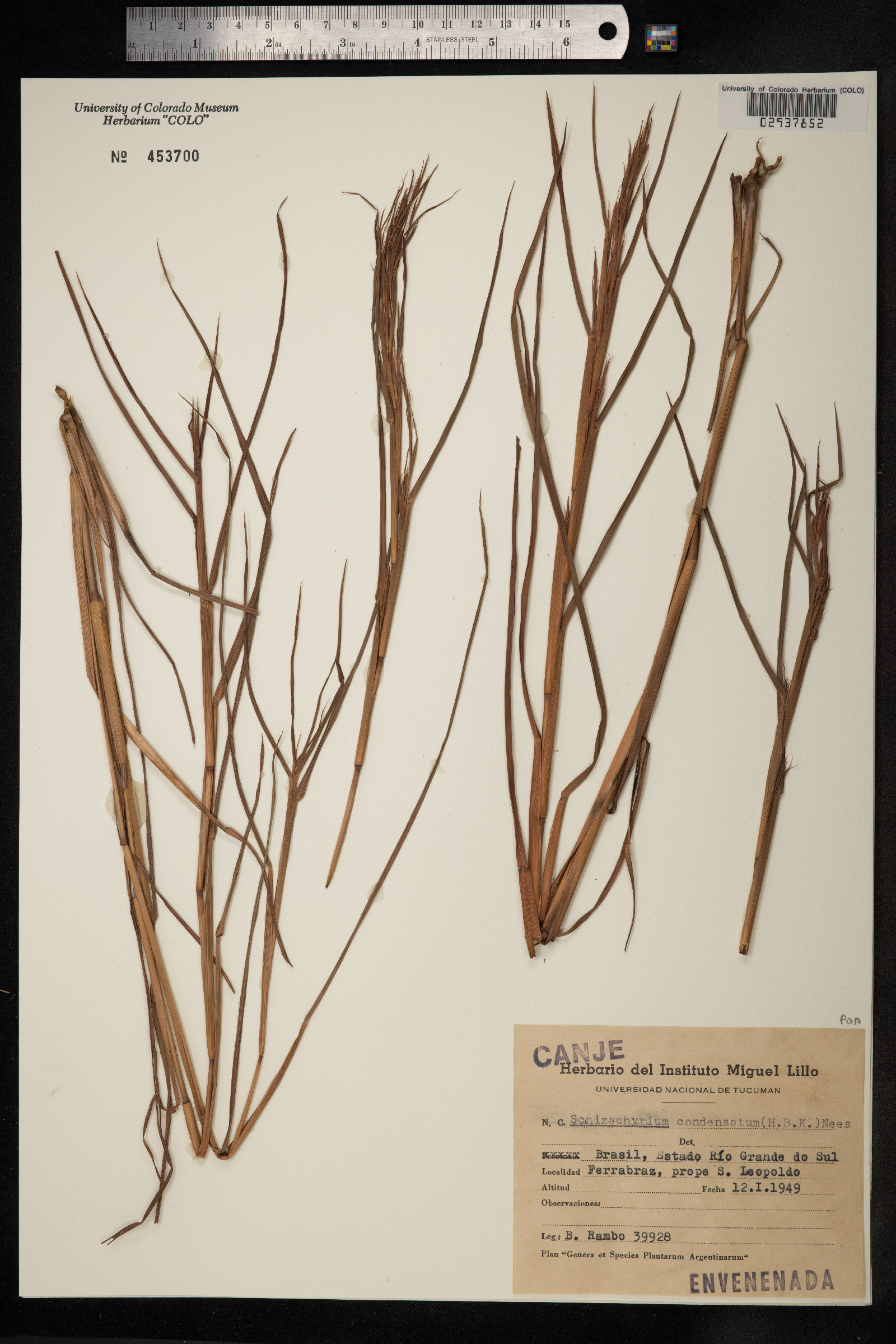 Schizachyrium condensatum image