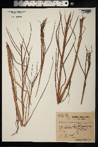 Schizachyrium condensatum image