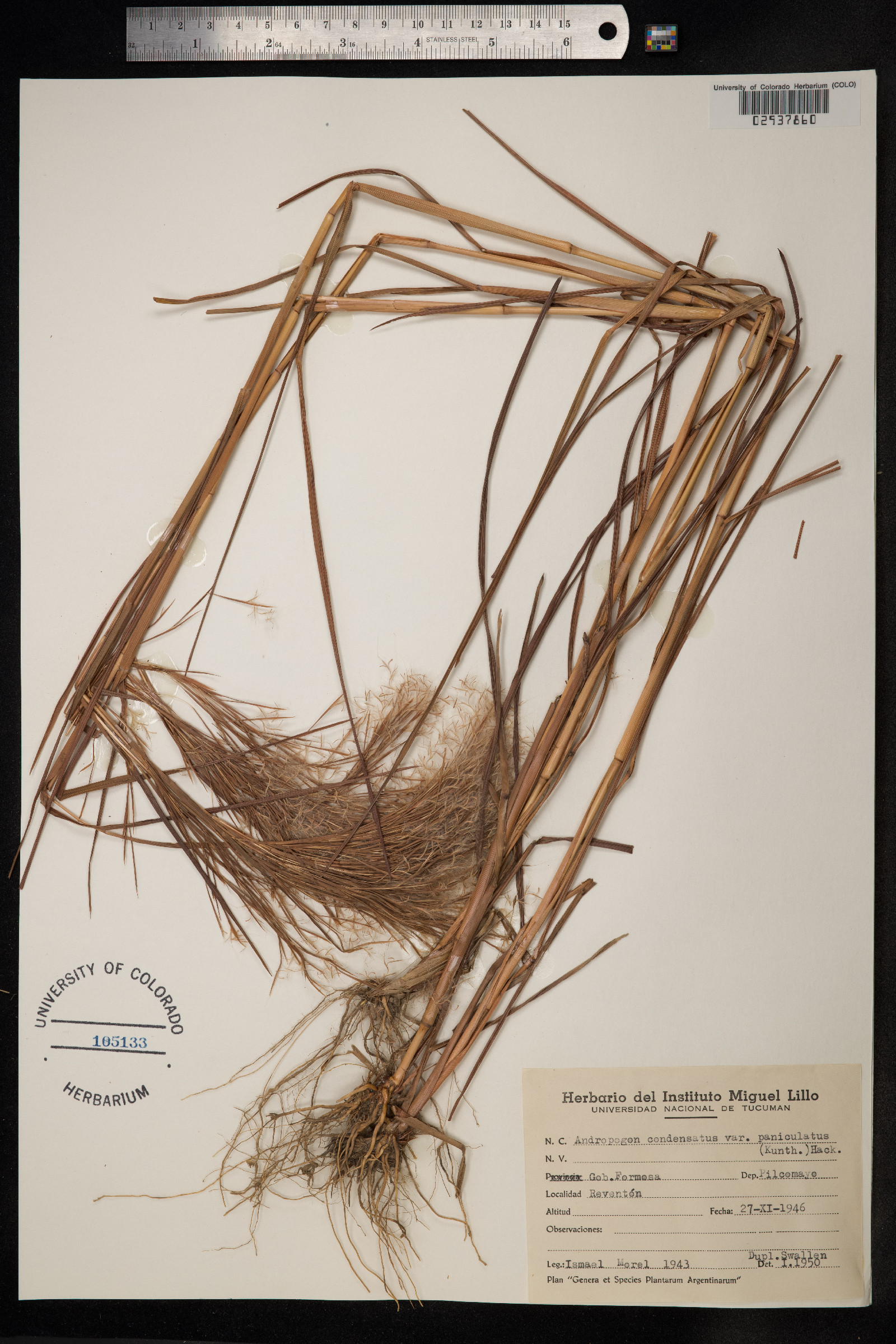 Schizachyrium condensatum image