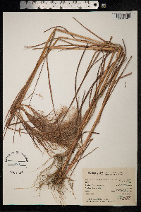 Schizachyrium condensatum image