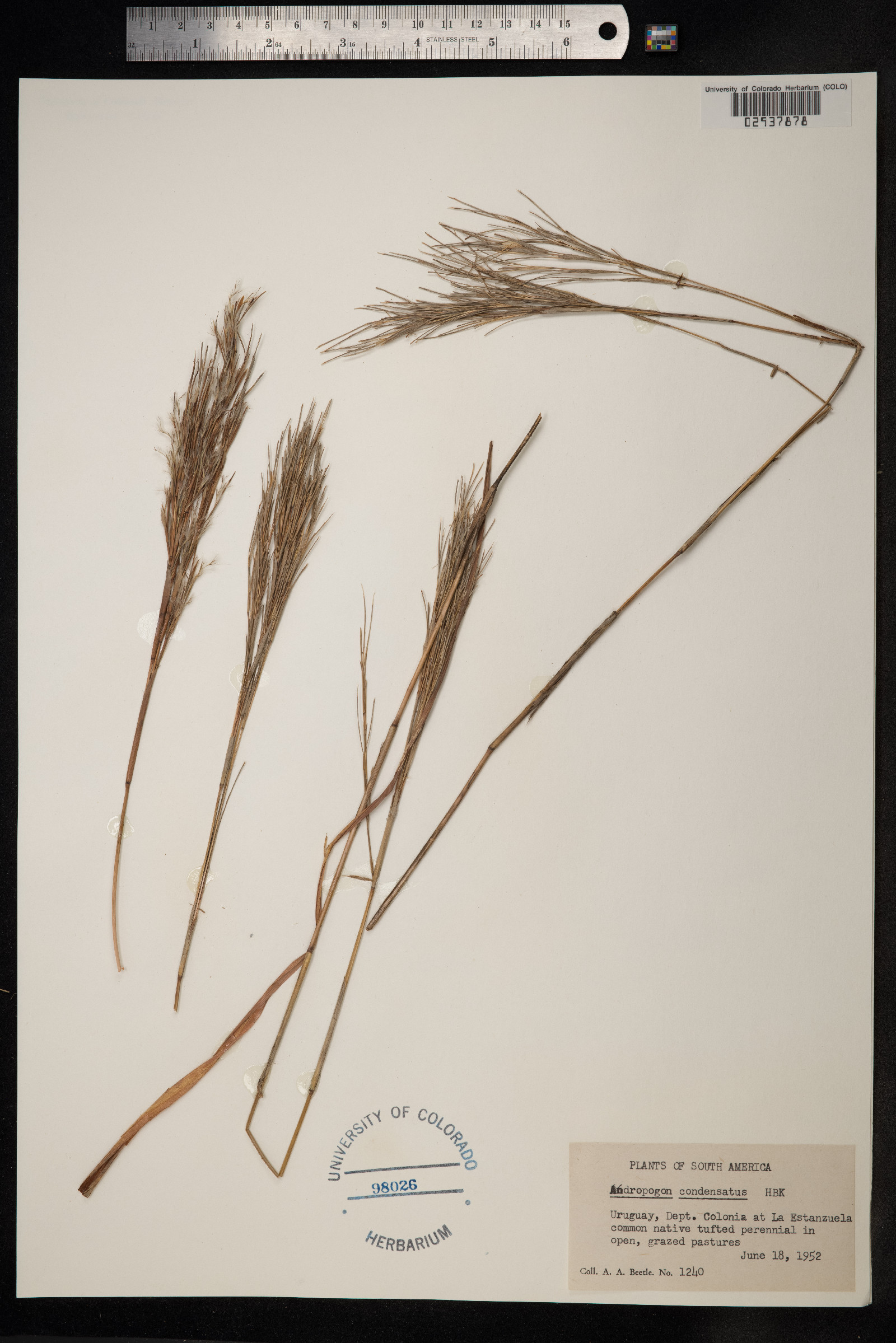 Schizachyrium condensatum image