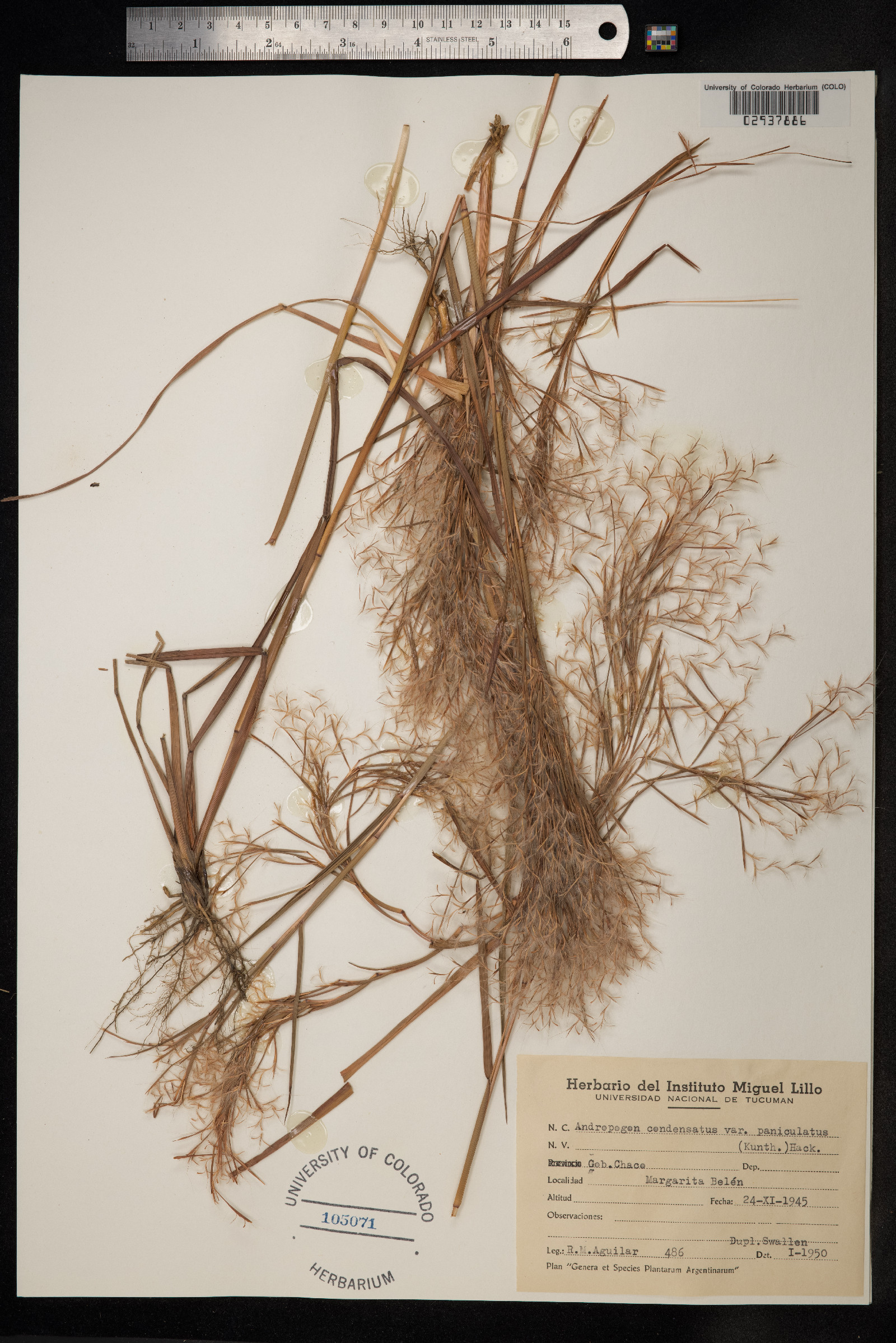 Schizachyrium condensatum image