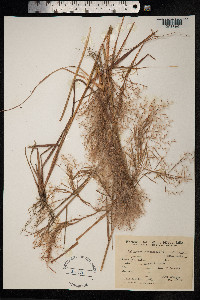 Schizachyrium condensatum image