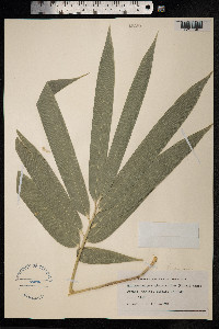 Schizostachyum glaucifolium image