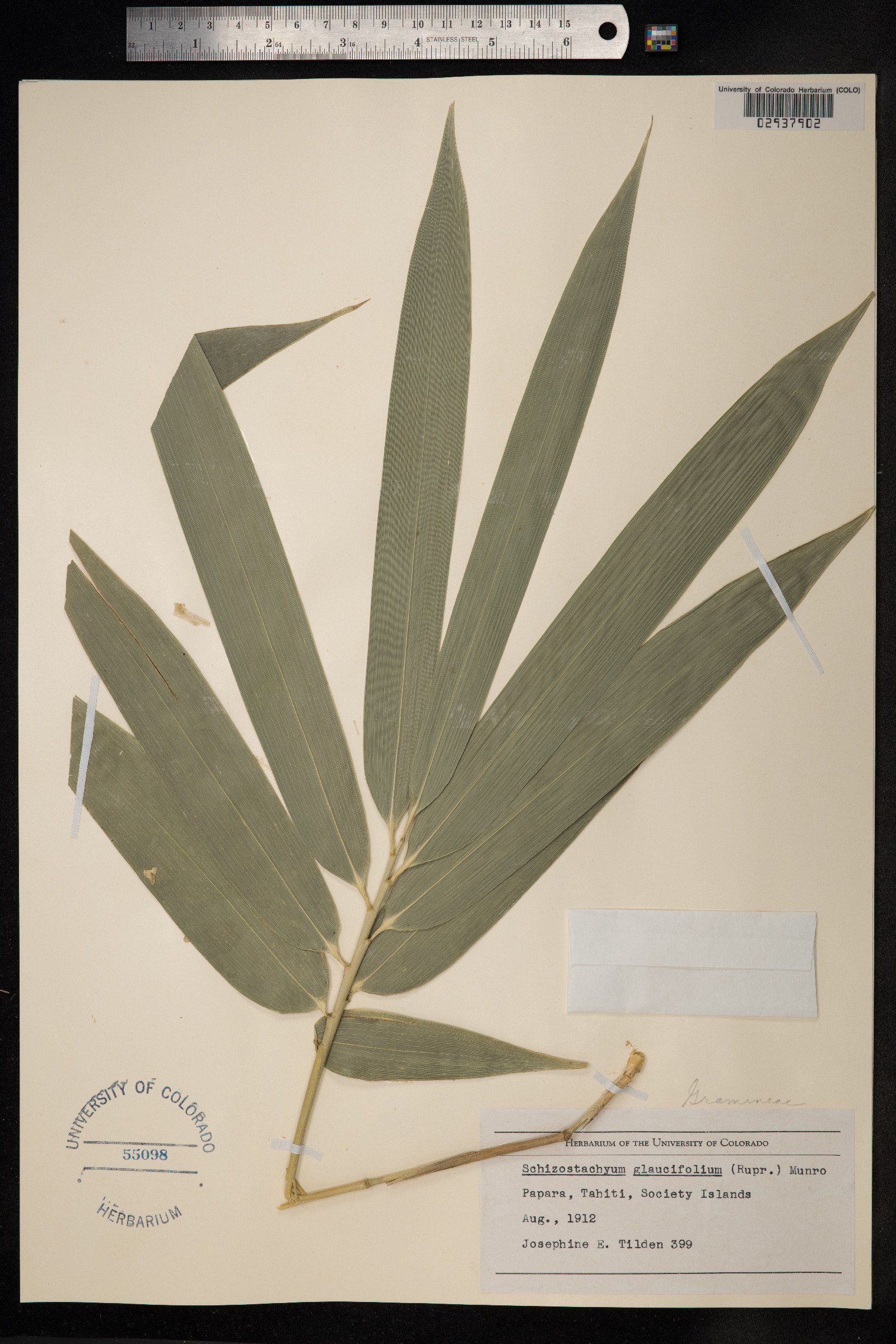 Schizostachyum glaucifolium image