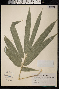 Image of Schizostachyum glaucifolium