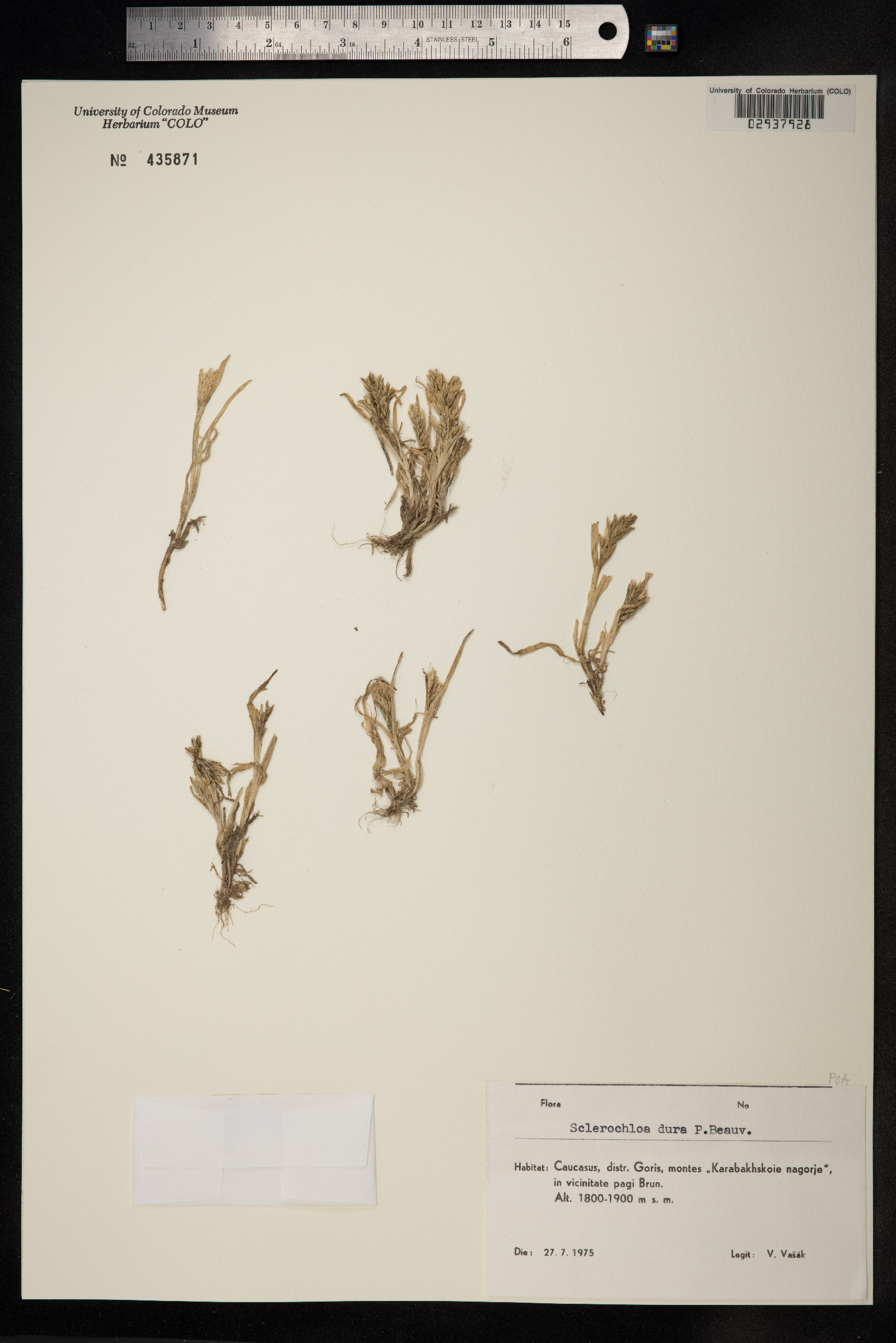 Sclerochloa dura image