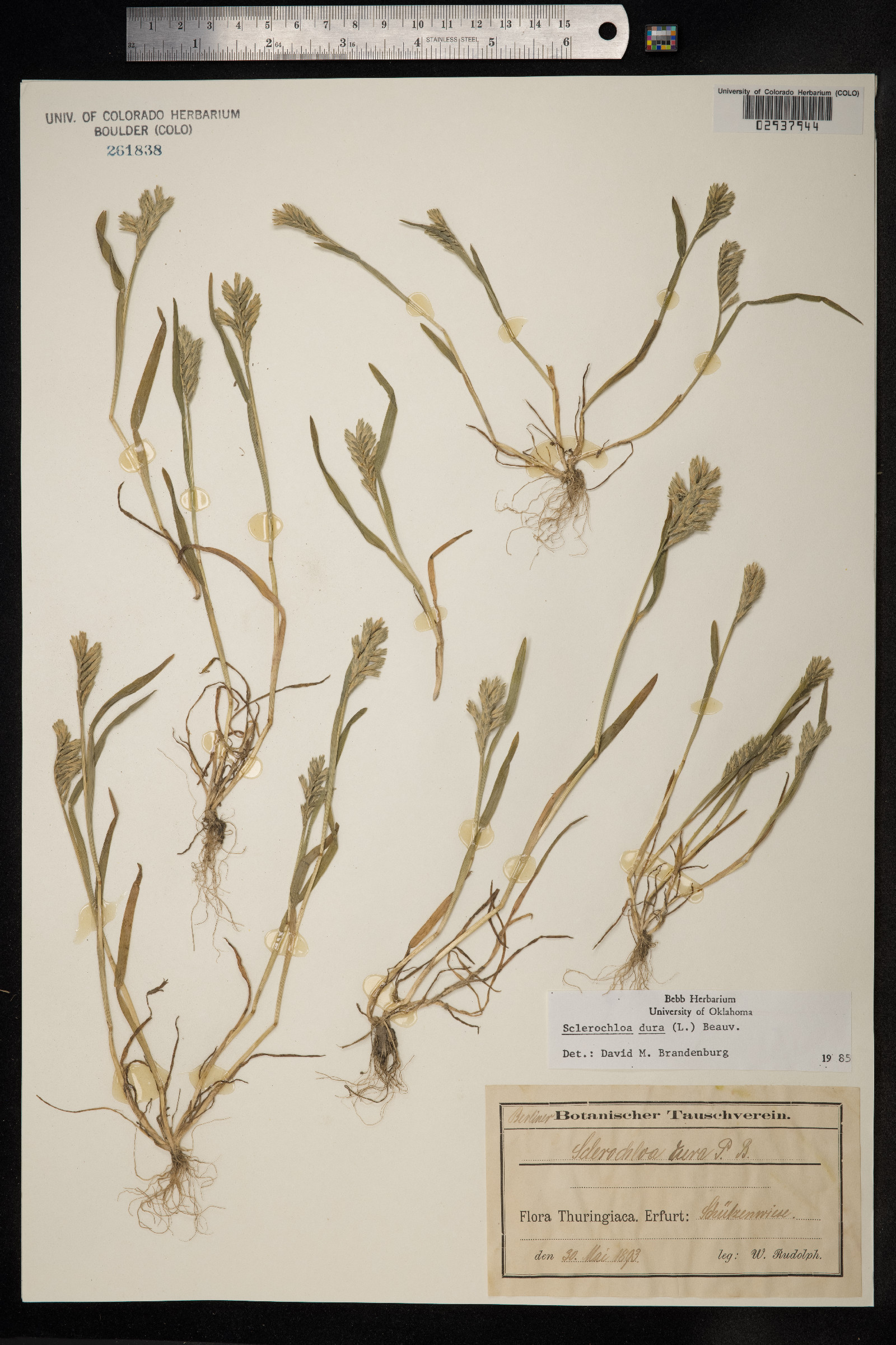 Sclerochloa dura image