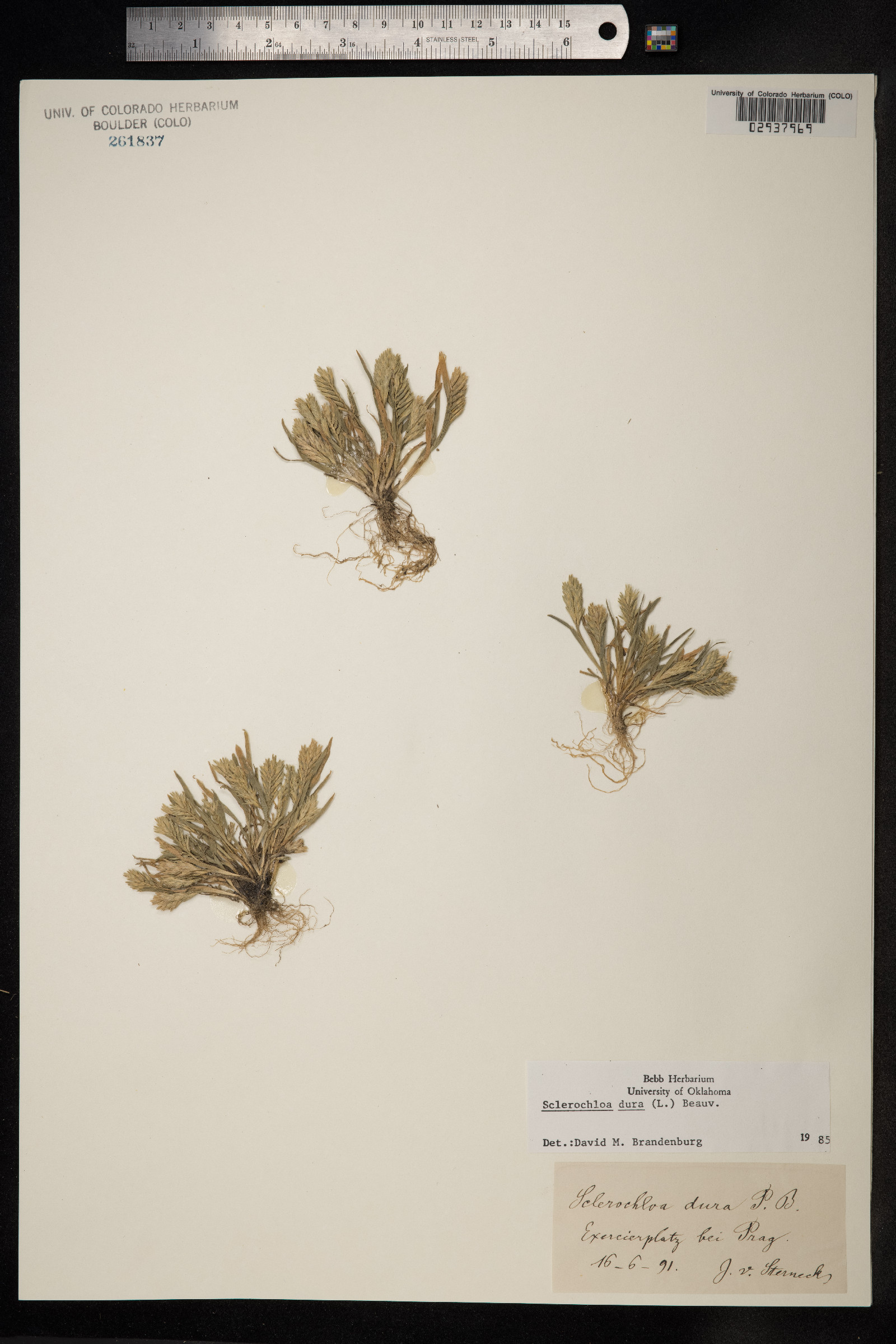 Sclerochloa dura image