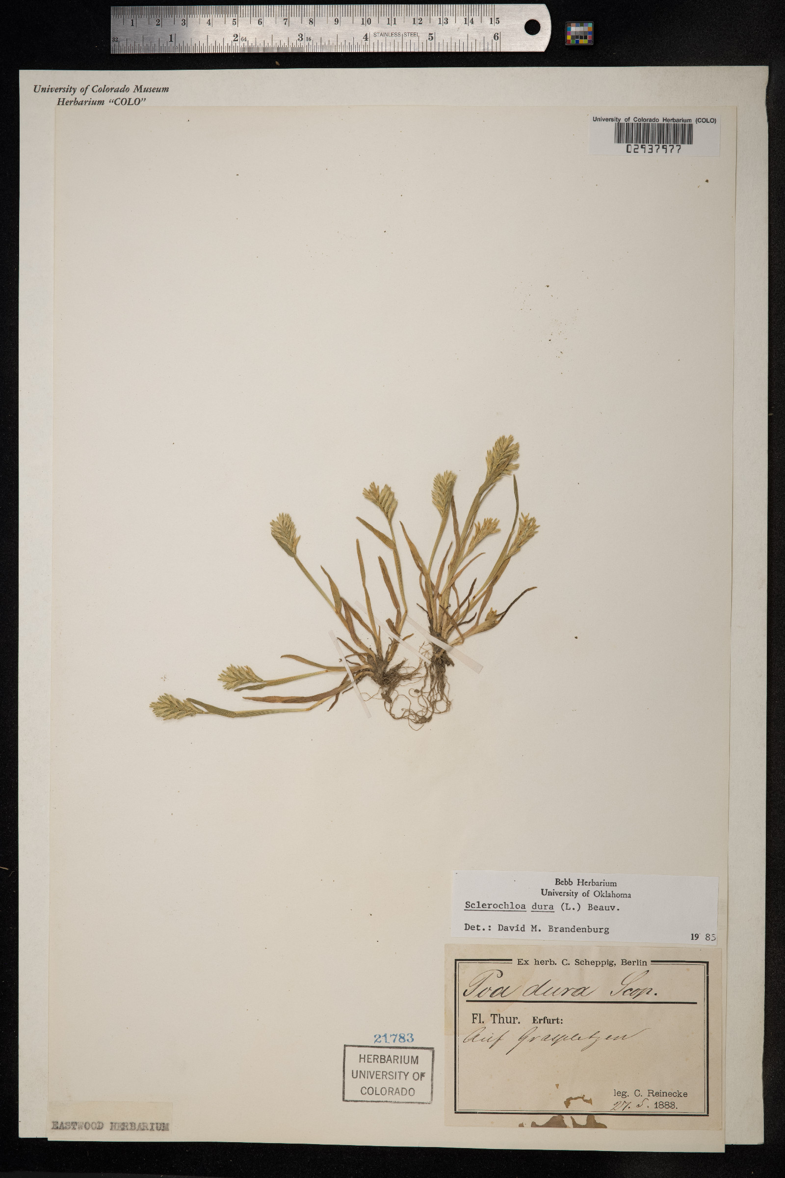 Sclerochloa dura image