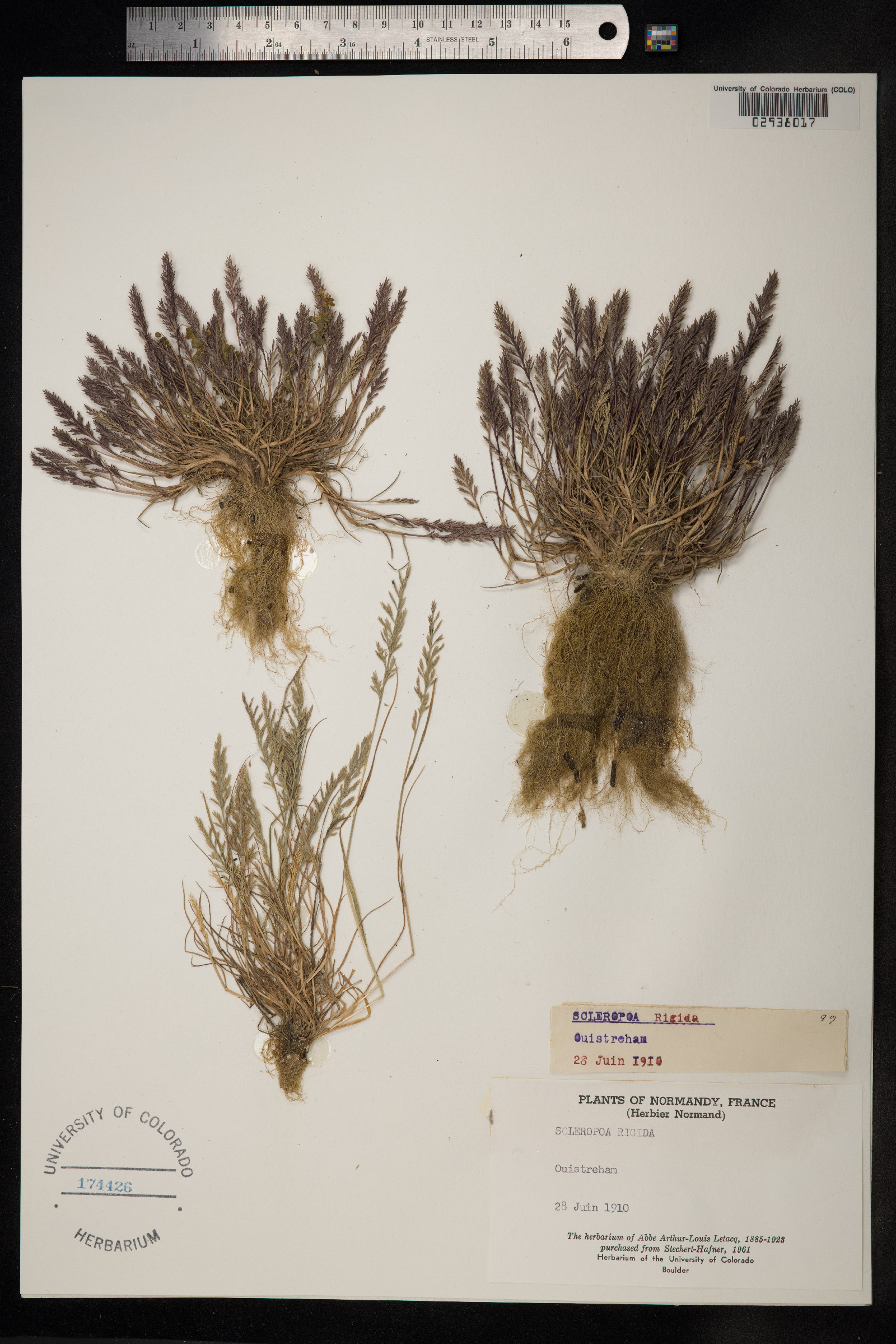 Sclerochloa image