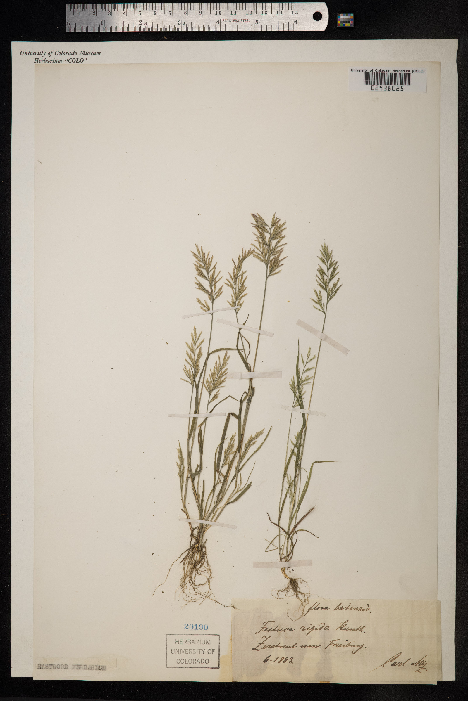 Catapodium rigidum image