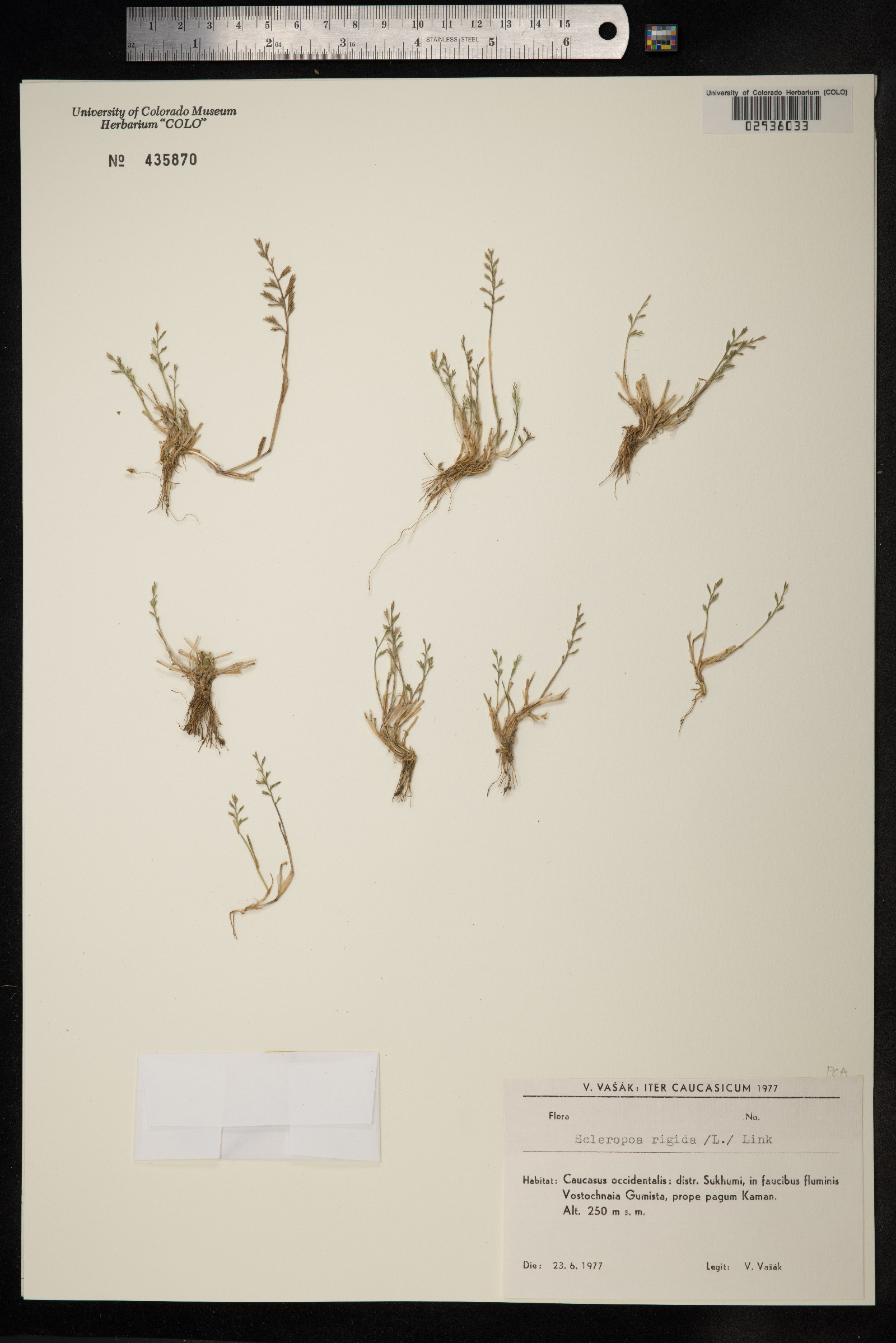 Catapodium rigidum image