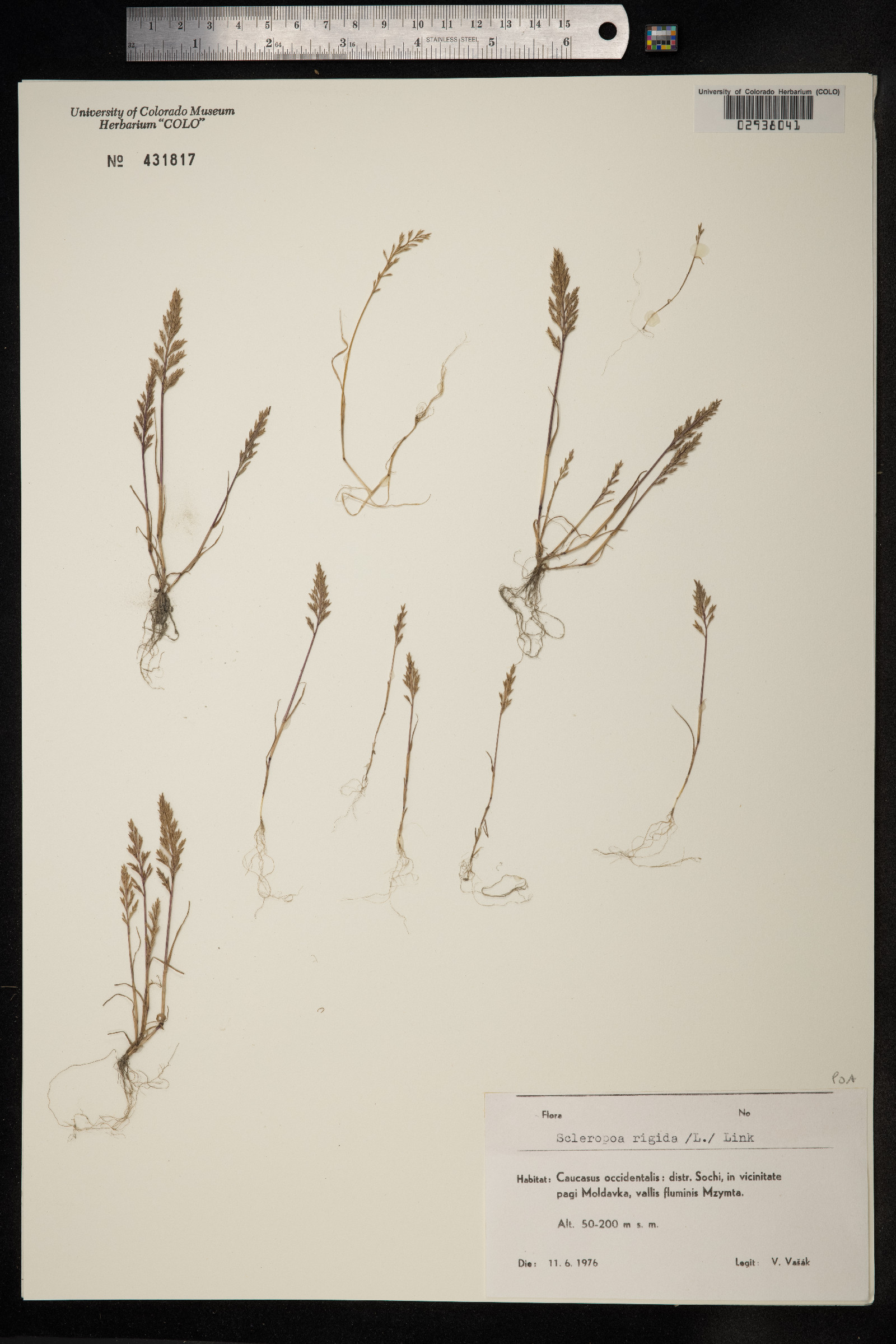Sclerochloa image