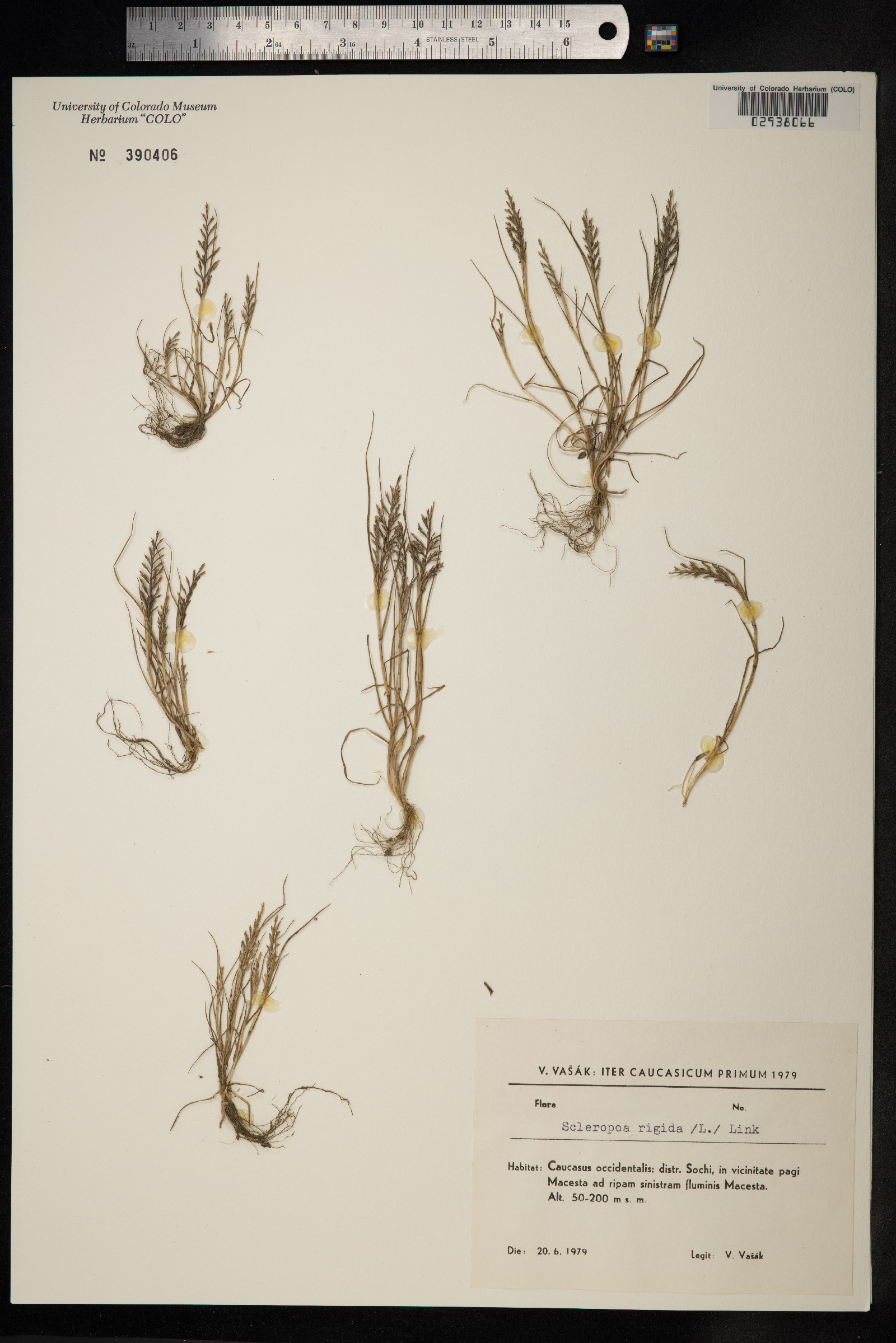 Catapodium rigidum image