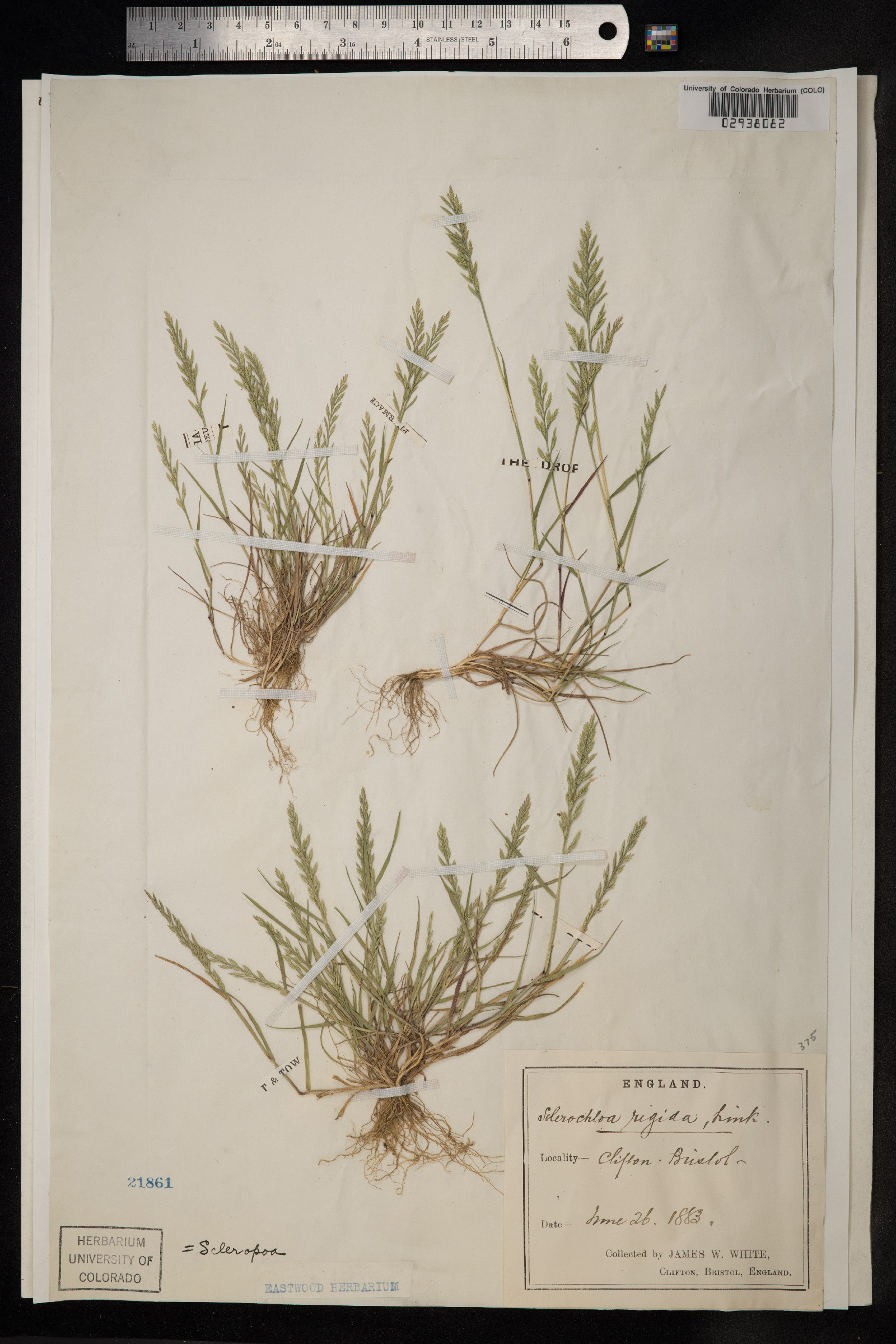 Catapodium rigidum image