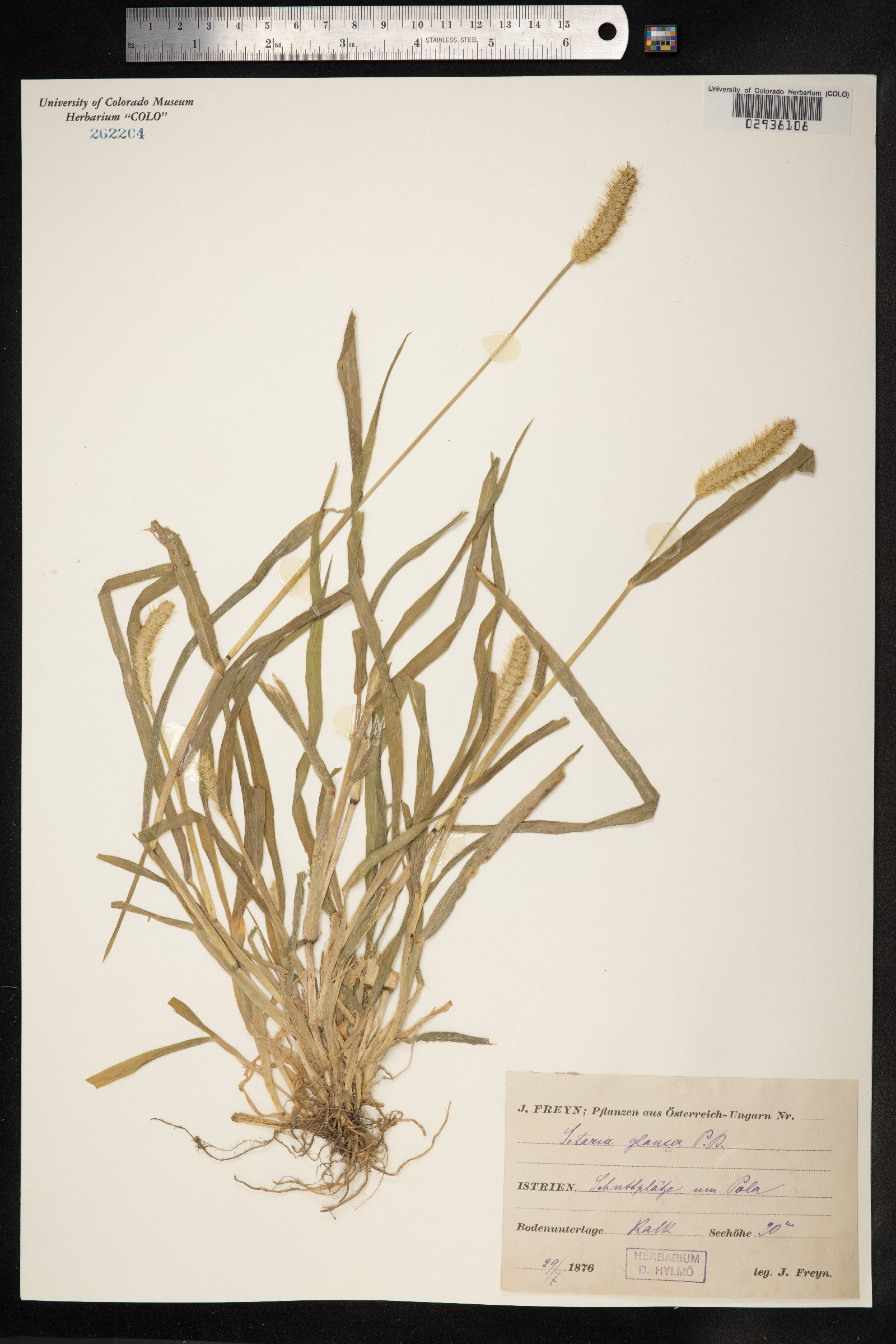 Setaria glauca image