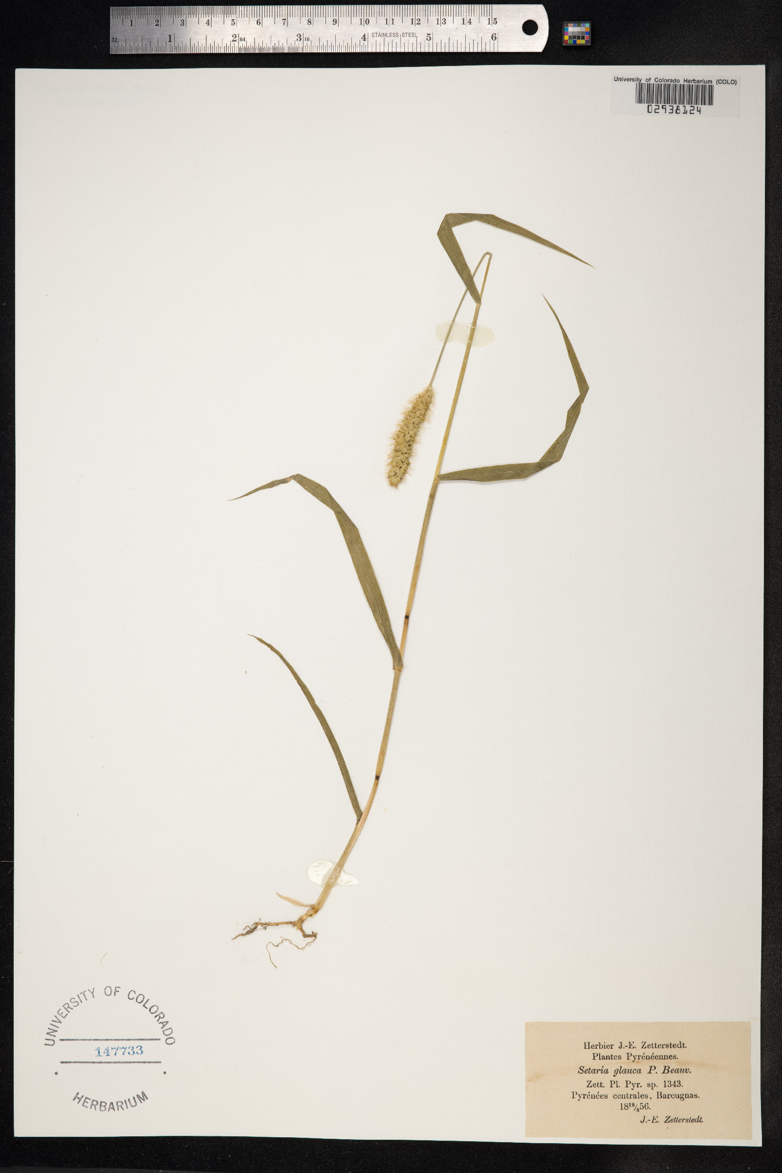 Setaria glauca image