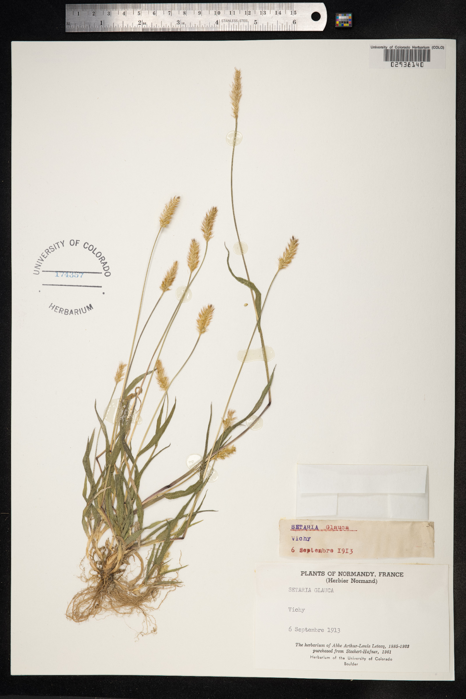 Setaria glauca image