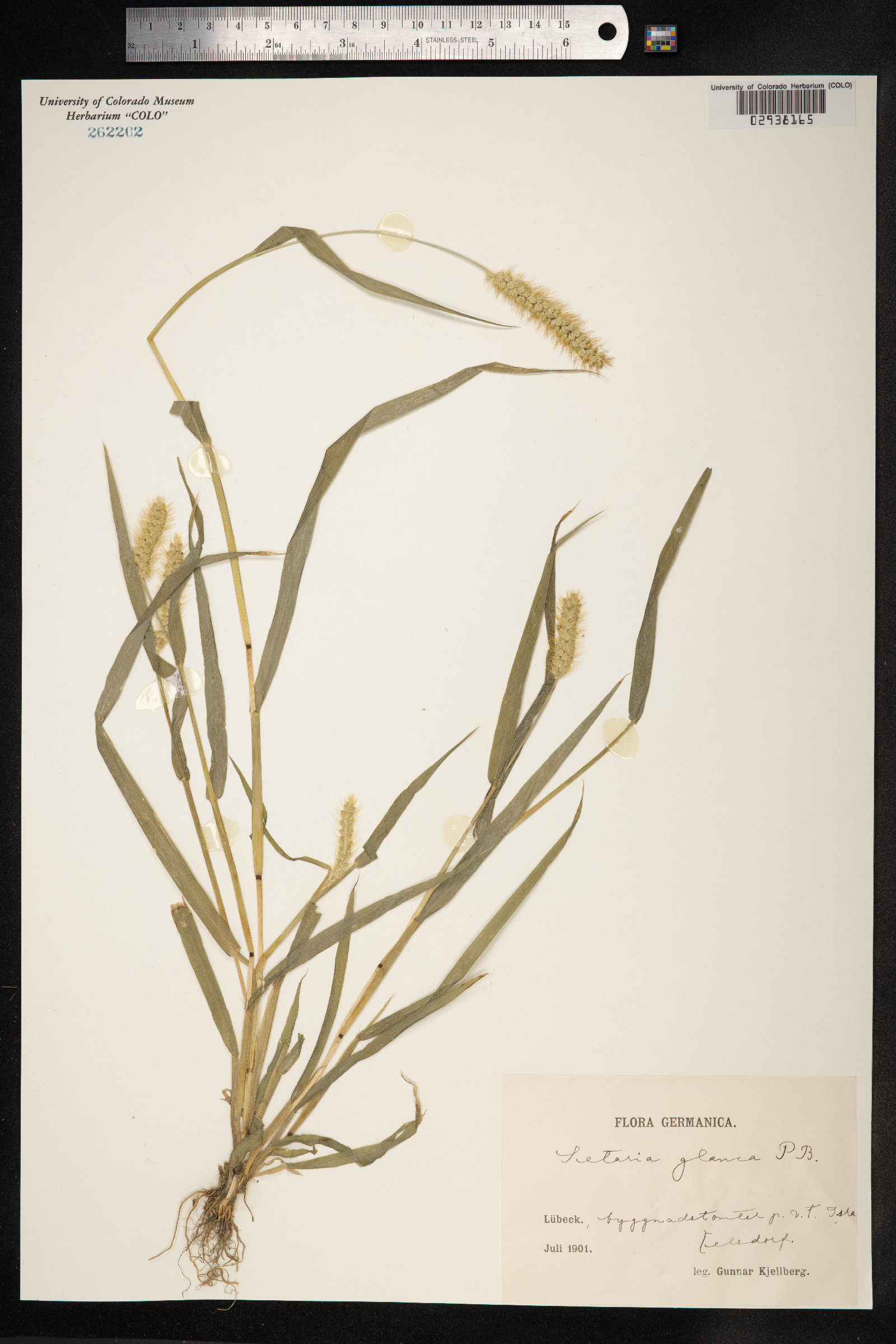 Setaria glauca image