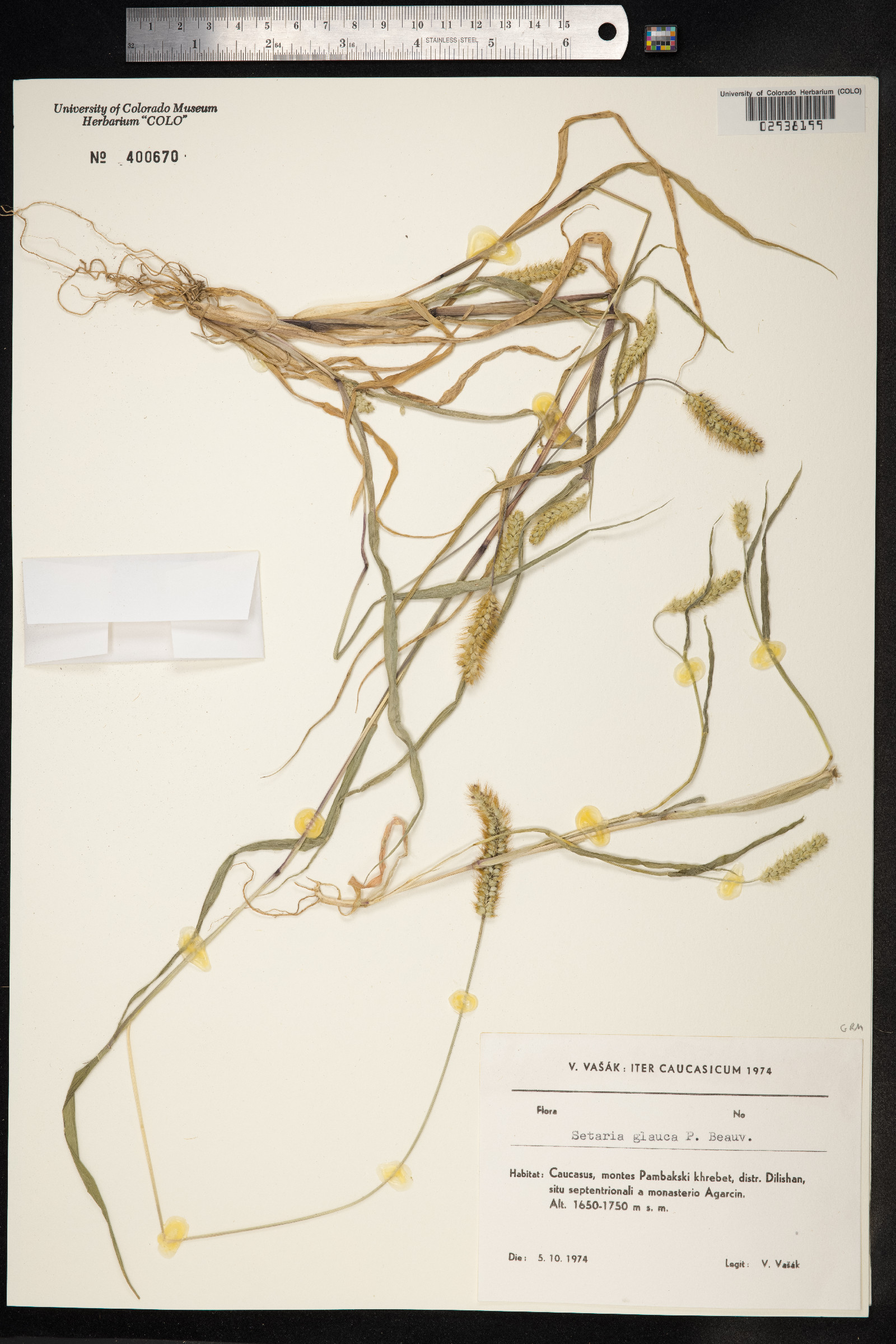 Setaria glauca image