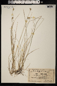 Sesleria rigida image