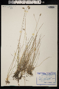 Sesleria rigida image