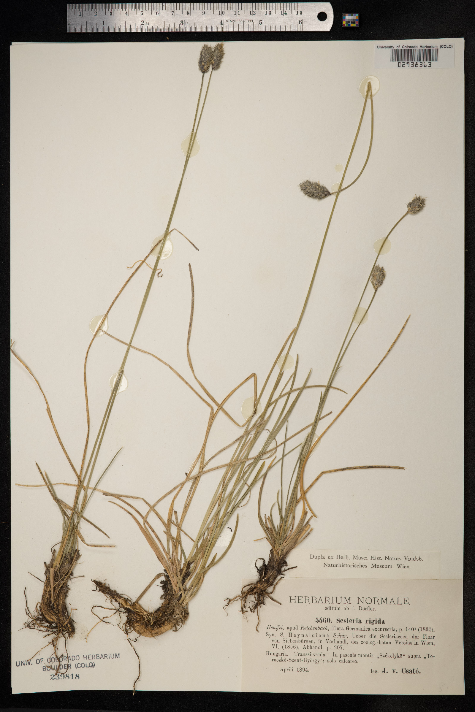 Sesleria rigida image