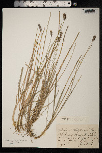 Sesleria rigida image