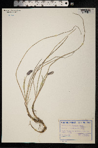 Sesleria rigida image