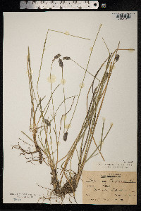 Sesleria rigida image