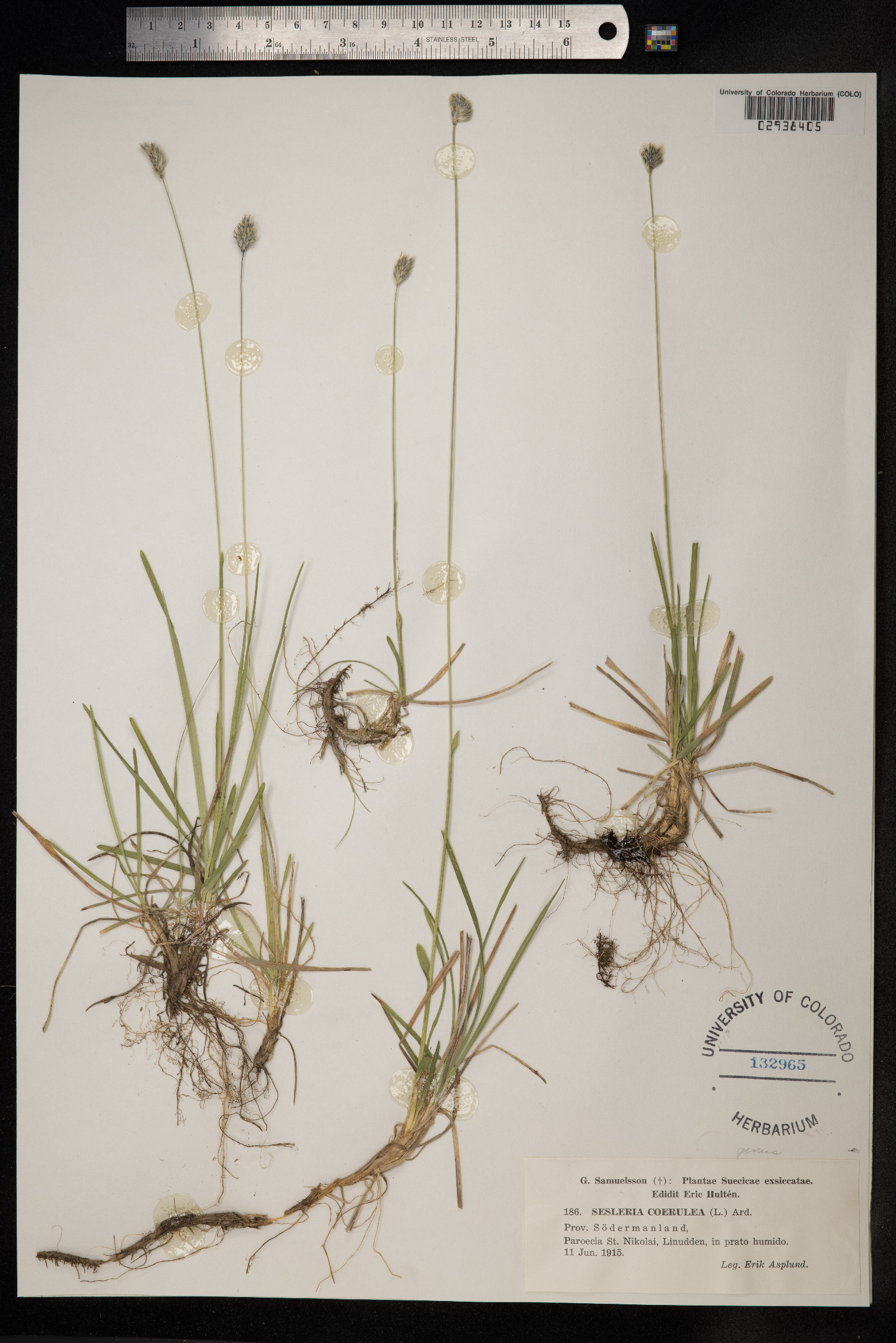 Sesleria caerulea image