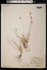 Sesleria caerulea image