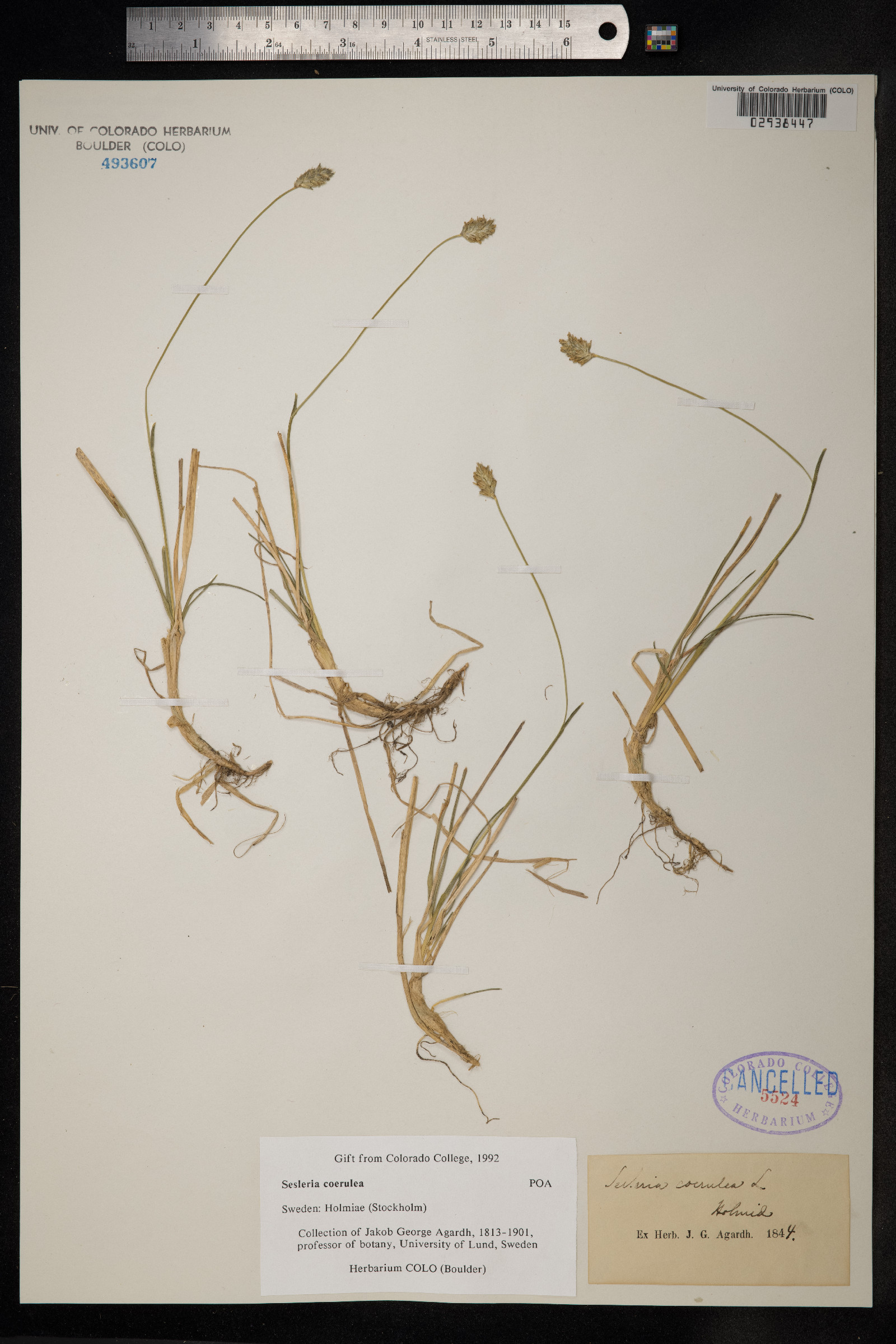 Sesleria caerulea image