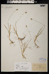 Sesleria caerulea image