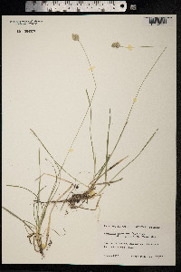 Image of Sesleria caerulea