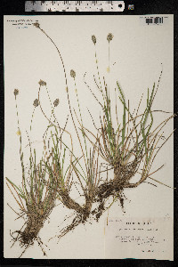 Sesleria caerulea image