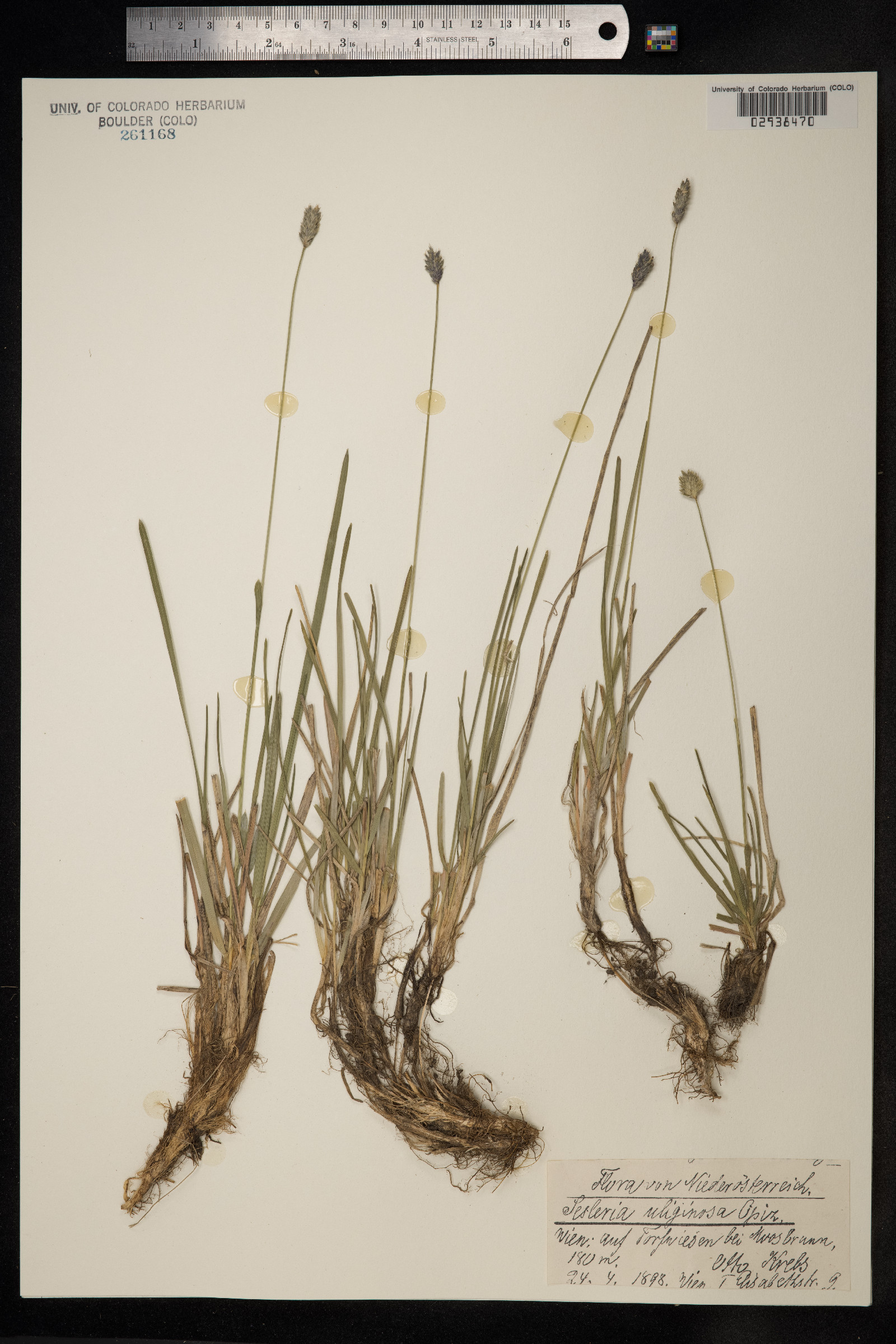 Sesleria caerulea image