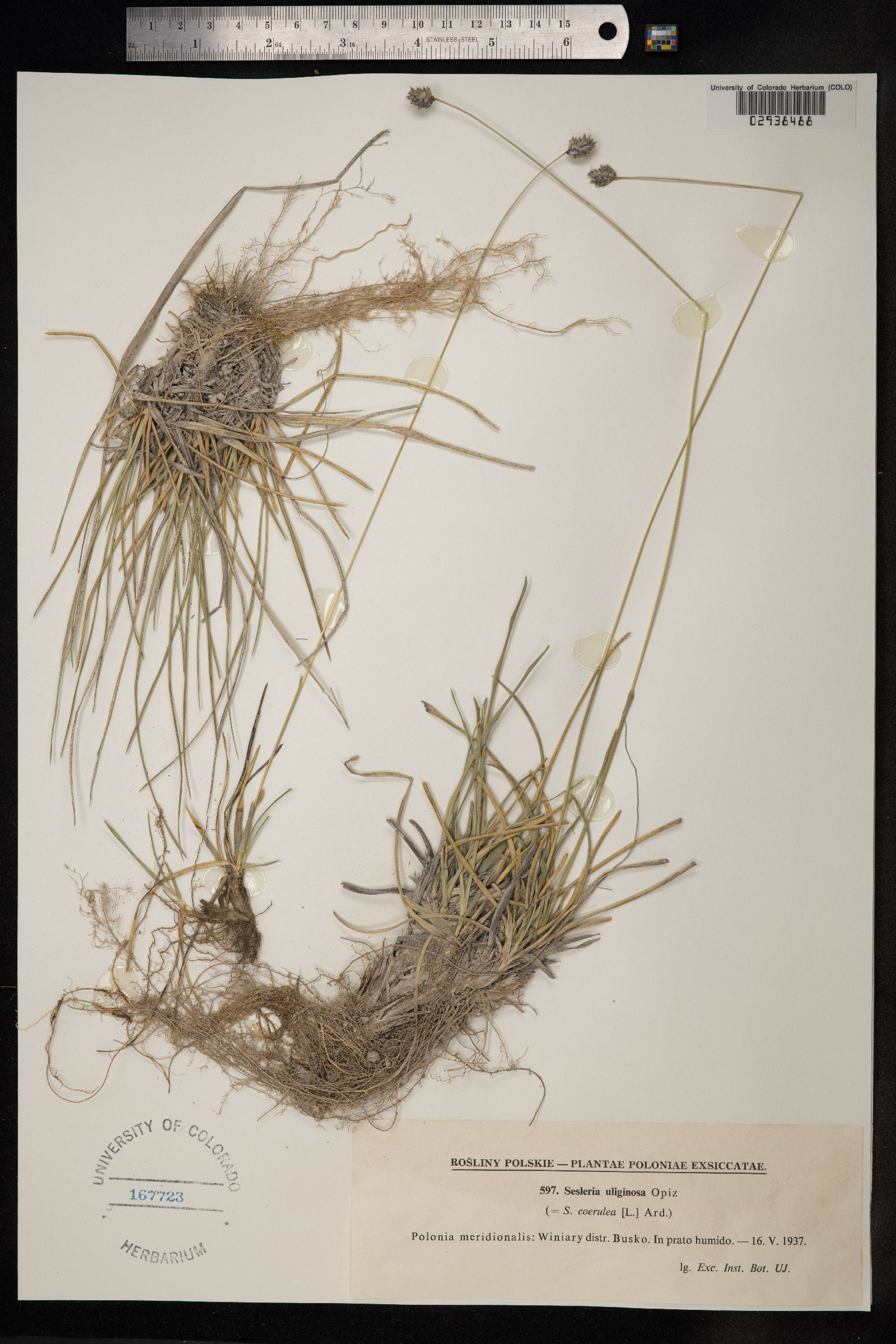 Sesleria caerulea image