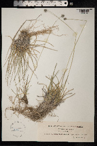 Sesleria caerulea image