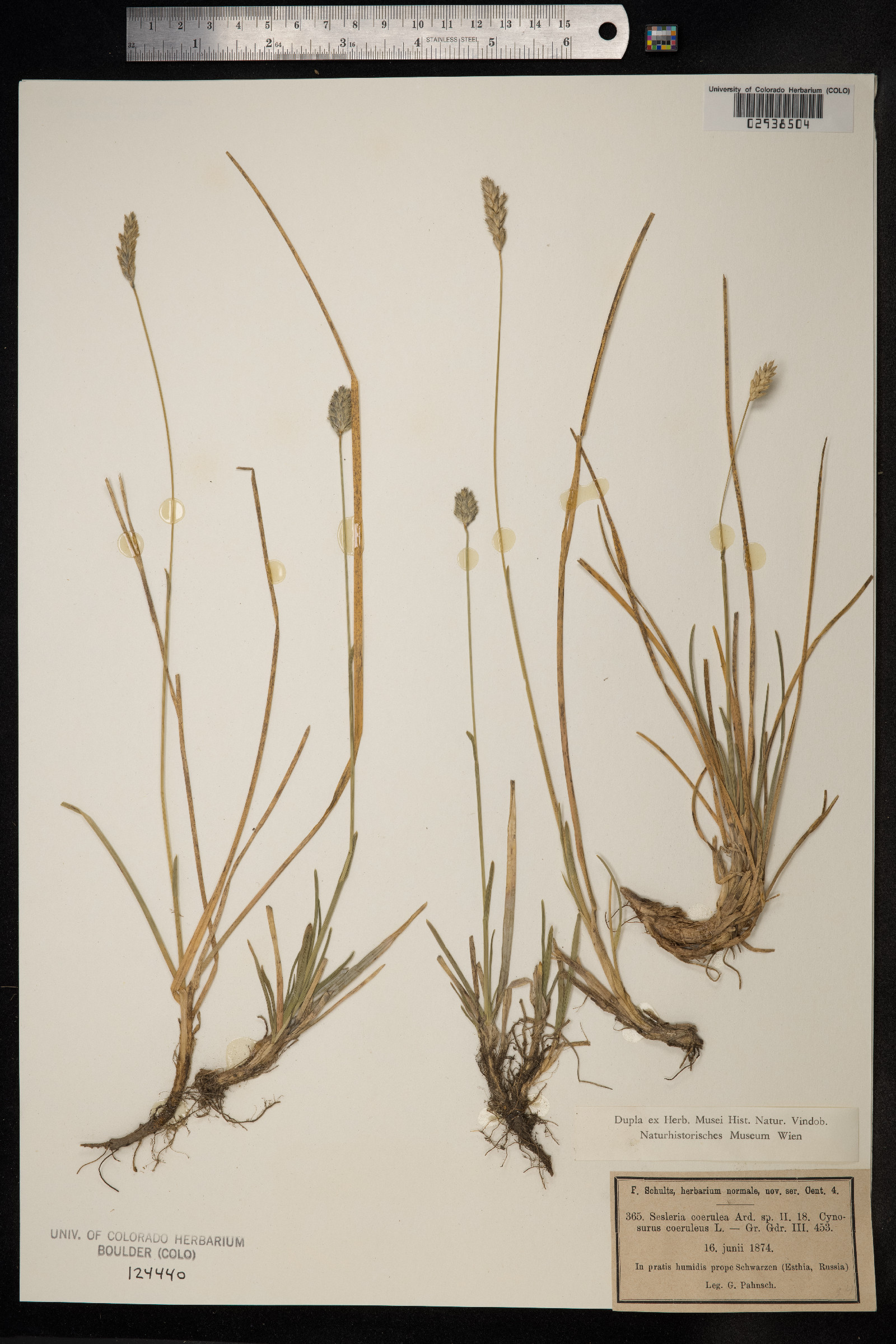 Sesleria caerulea image