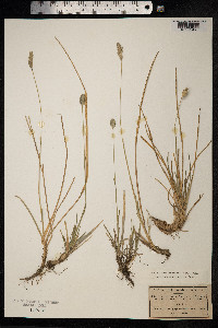Sesleria caerulea image
