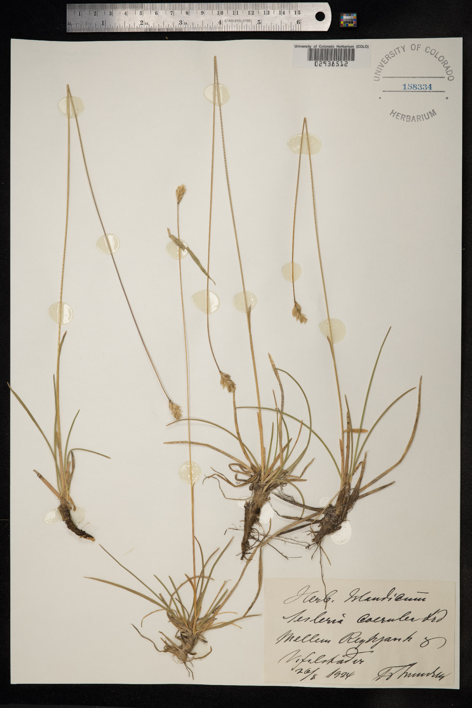 Sesleria image