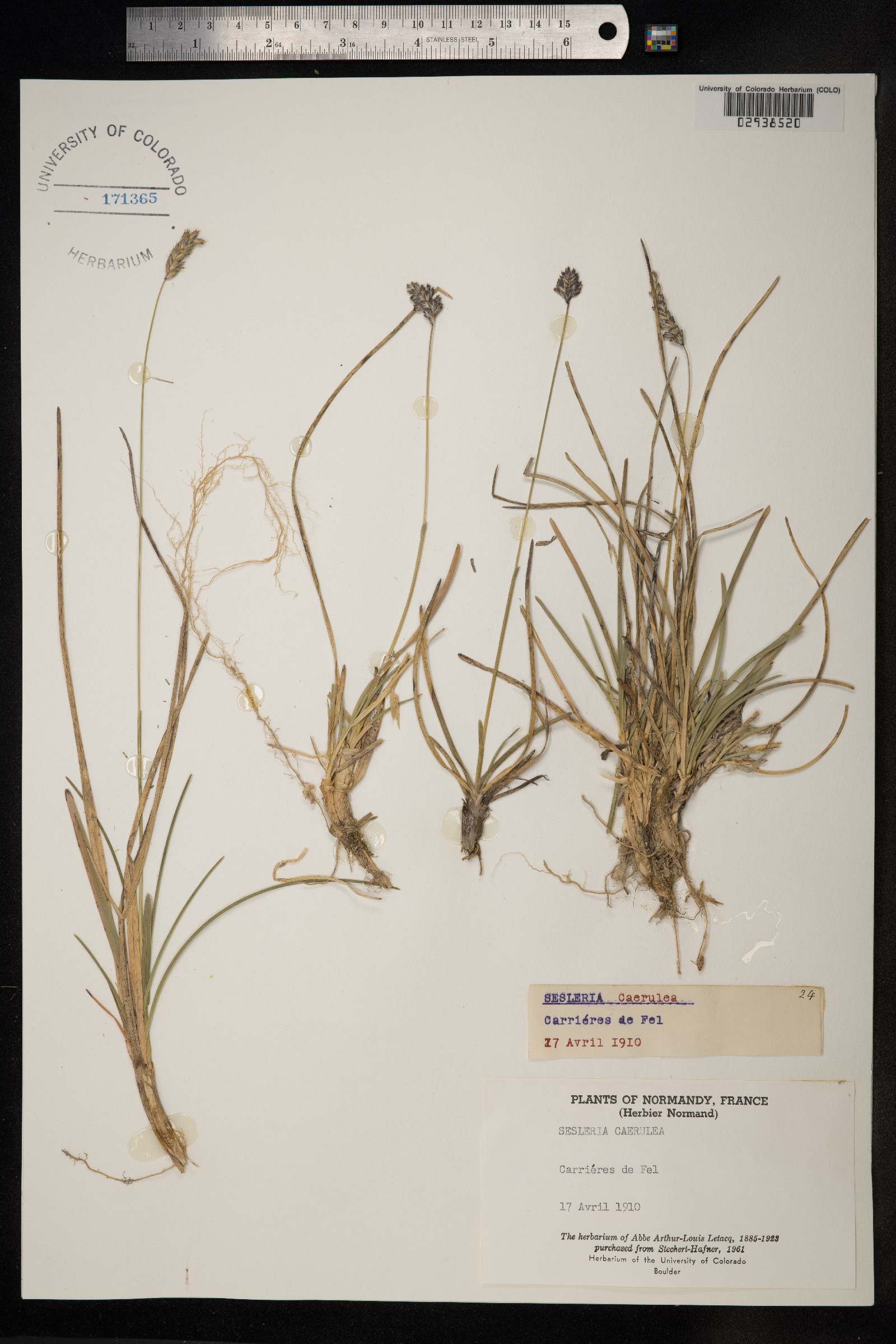 Sesleria caerulea image
