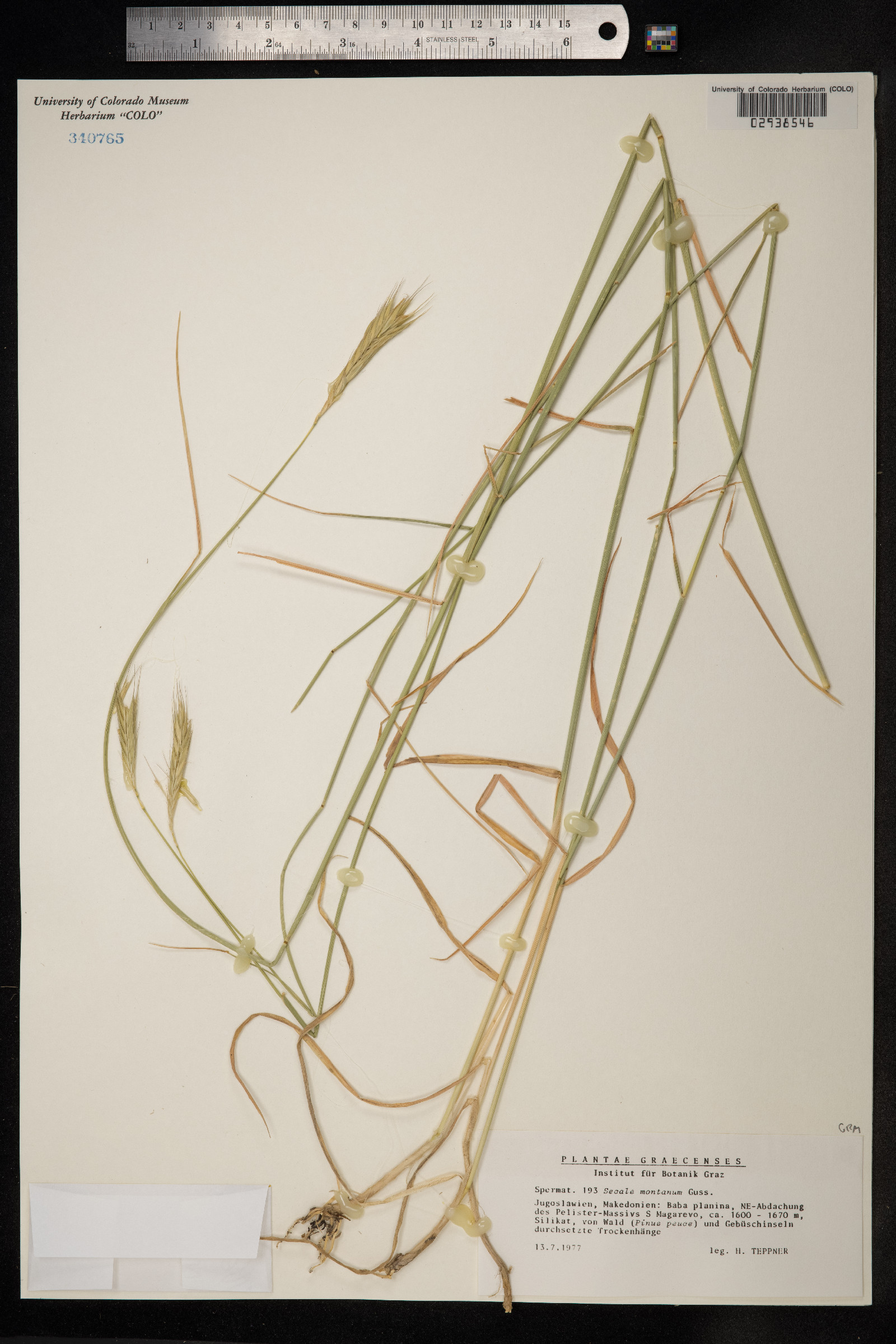 Secale strictum image