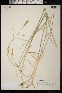 Secale strictum image