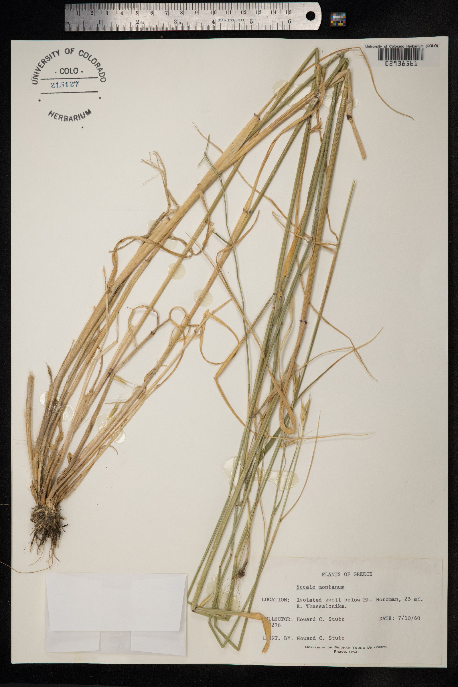 Secale strictum image