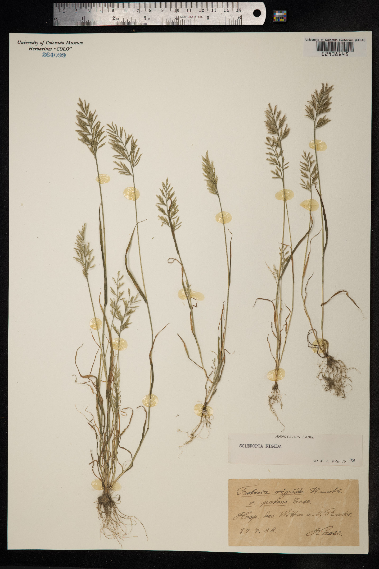 Sclerochloa image